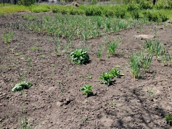 Продам дачу в Чикаловке Кременчук