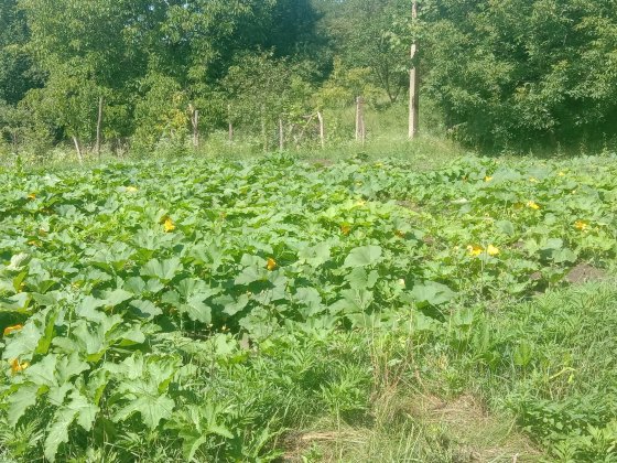 Будинок у селі Самушин Заставна