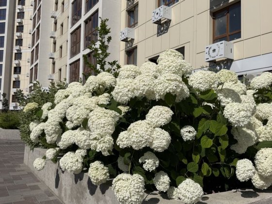 Продам 1к.кв ЖК Олімп! Базовий ремонт! 4/9к Черкаси
