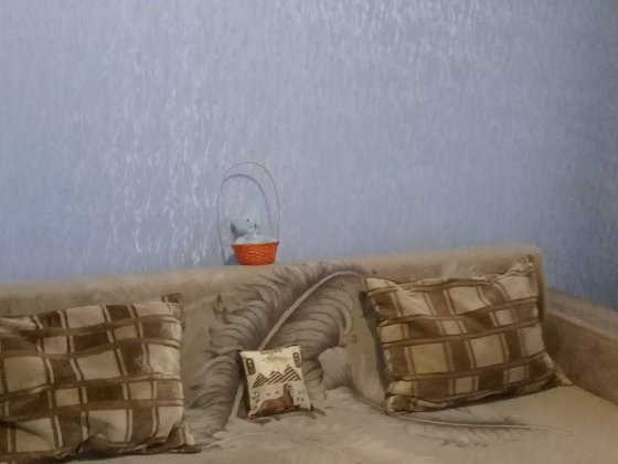 Сдам комнату на Холодной Горе Харків