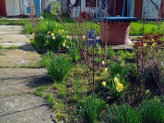 Здам (продам )будинок Христинівка
