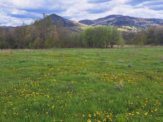 Земельна ділянка Берегомет