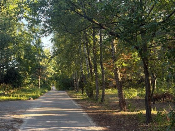 10 сот біля лісу з альтанкою та ялинками Васильків Васильків