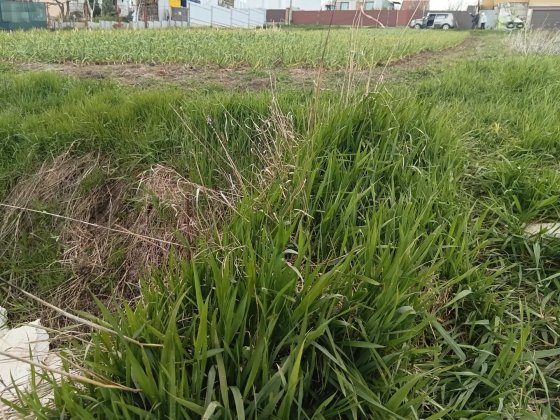Ділянка під забудову Березанщина-Путрівка Васильків