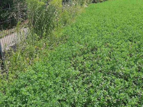 Продам ділянку поруч з ліском та озером. Васильков