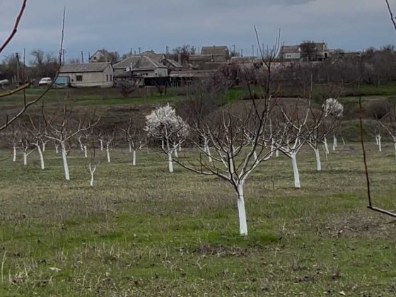 Продам горіховий сад, готовий бізнес, будинок, проживання