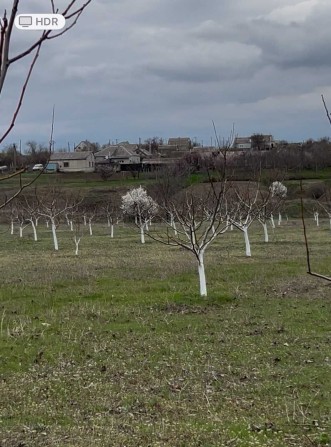 Продам горіховий сад, готовий бізнес, будинок, проживання - фото 1