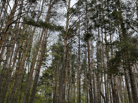 Продаж діялнки у лісовій частині , супер докація Гостомель