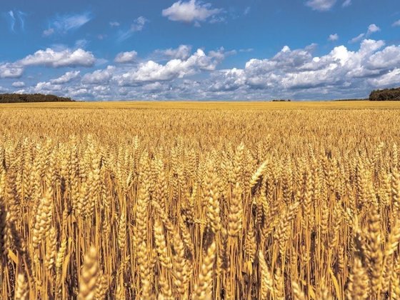 Земельна ділянка ( Пай ) Жовті Води