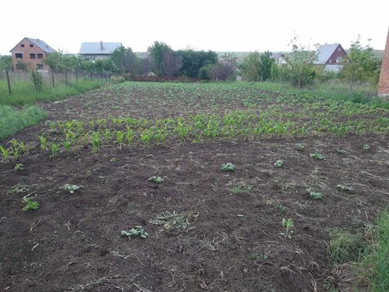 Продам земельну ділянку під забудову с. Мукша Китайгородська 12 соток. Каменец-Подольский