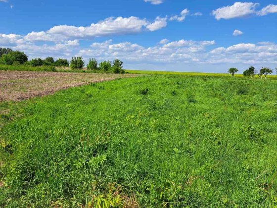 Продам земельну ділянку в селі Чекаси 7 км. від Ковеля Ковель
