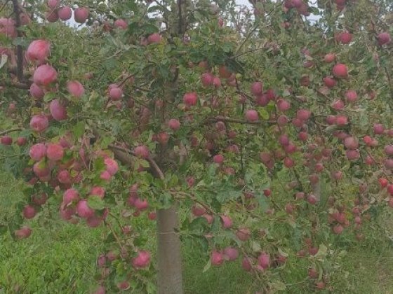 Продам змельну ділянку 8.5 га Могилів-Подільський