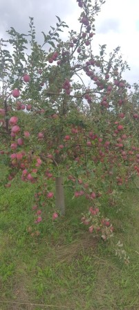 Продам змельну ділянку 8.5 га - фото 1