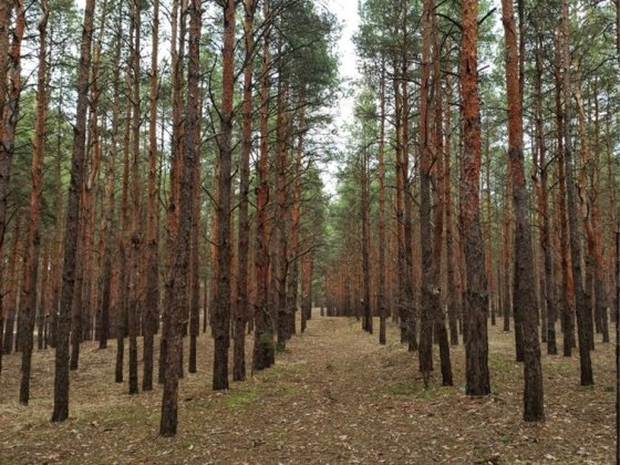 Земельна ділянка м.Нетішин: Солов’є; участок для ведення С/Г біля лісу Нетешин