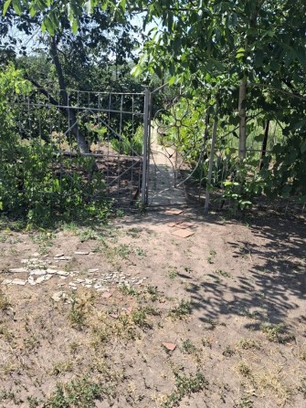 Продам участок виноградник без постройки недорого срочно. - фото 1