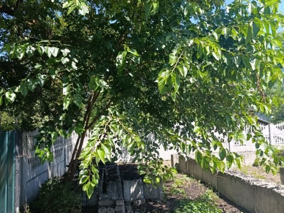 Продам територію під забудову Смела