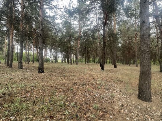 Супер участок! 15 соток в сосновом лесу Солоницевка или обмен на авто Солоницівка