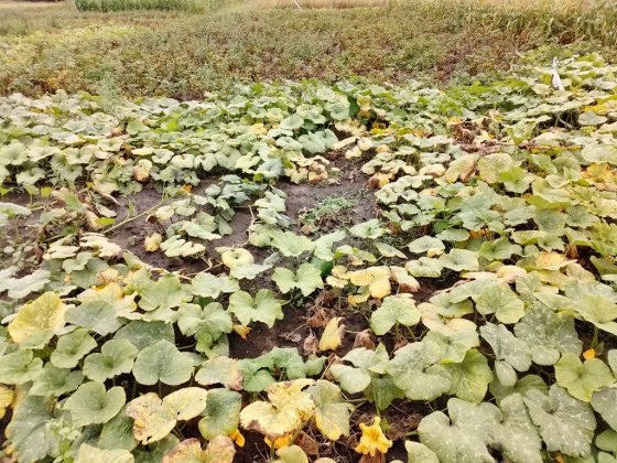 Земельна ділянка під забудову Староконстантинов