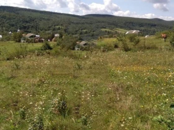 Земельна ділянка с. Нижня Стинава Стрий
