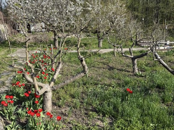 продаж земельної ділянки під житлову забудову (парк "Софіївка")