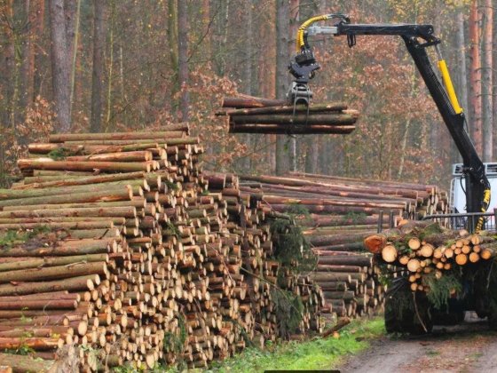 Продам земельный участок, можно отдельно лес под вырубку, деловой и на дрова. Шостка