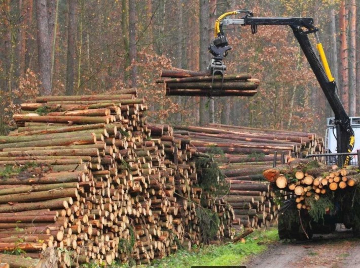 Продам земельный участок, можно отдельно лес под вырубку, деловой и на дрова. - фото 1