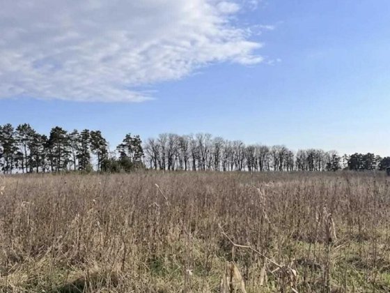 (5) Продам ділянку в Стрижавці 9793 Стрижавка