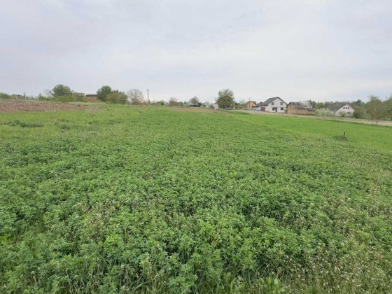 (5) Продам ділянку в Немирові 1122 Немиров