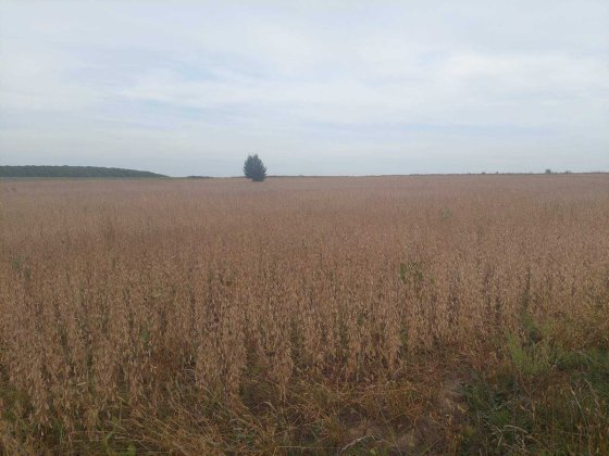 (5)   Продам ділянку в с. Лука-Мелешківська 6470 Лука-Мелешковская