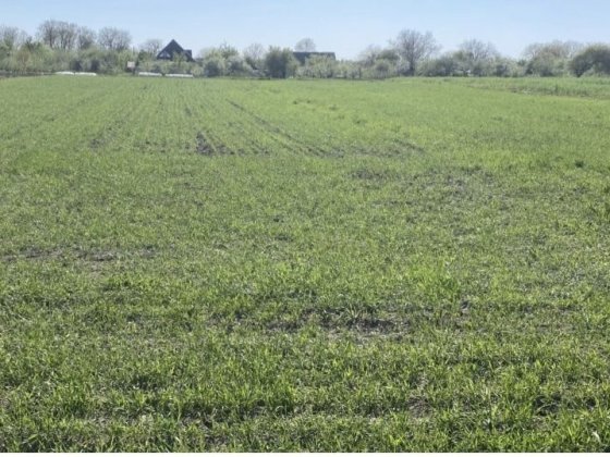Продаю земельну ділянку під будівництво Лука-Мелешковская
