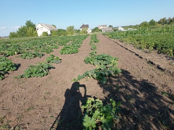 Продам земельну ділянку 10 соток Ильинцы