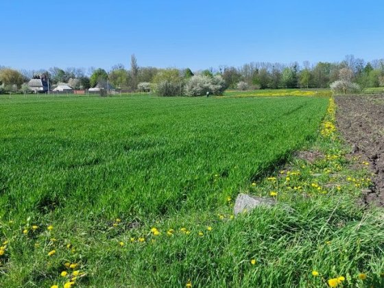 Земельна ділянка 25 с Петрик під забудову. Участок под строительство Петрик