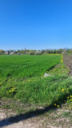 Земельна ділянка 25 с Петрик під забудову. Участок под строительство - фото 1
