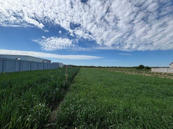 Продаж земельної ділянки в селі Бохоники Бохоники