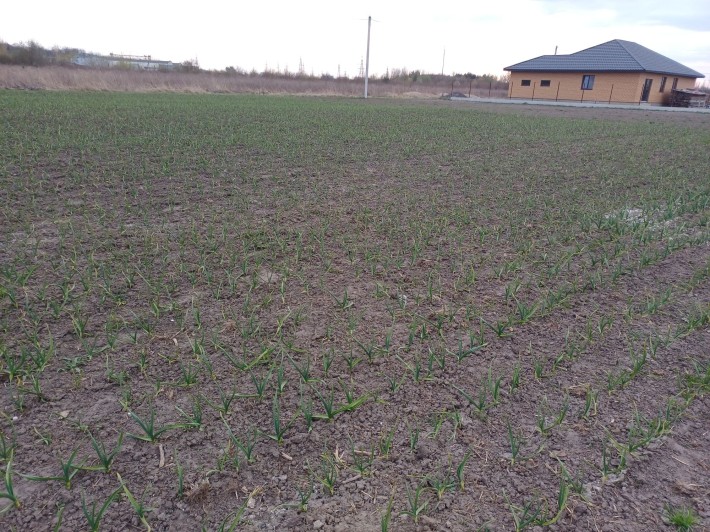 Продаю земельну ділянку с.Рованці - фото 1