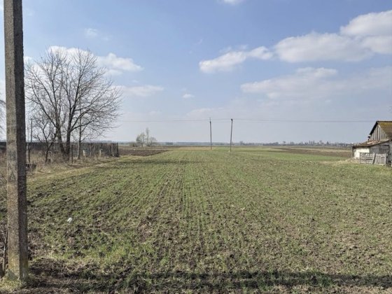Продам ділянку в с. Вербаїв (біля Боратин), 0,25га Боратин