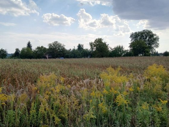 Продаж земельної ділянки, Боголюби Боголюбы