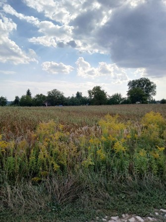 Продаж земельної ділянки, Боголюби - фото 1