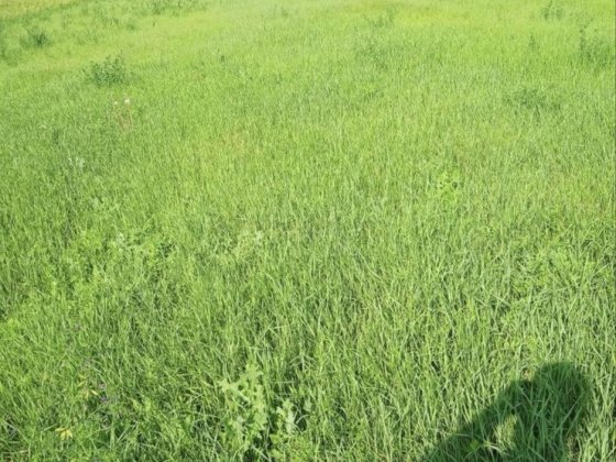 Продам земельный участок Синельникове
