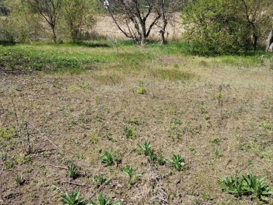 Продам Участок 16 сот. Антоновка возле ставка, озера, Новоалександровка Новоалександровка