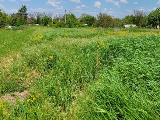 Земельный участок в Новоселовке 25 соток, без строений Новоселовка