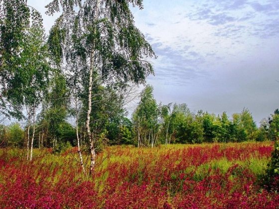 №:14039 — Продаж ділянки, Зарічани, 11 сот. Заречаны