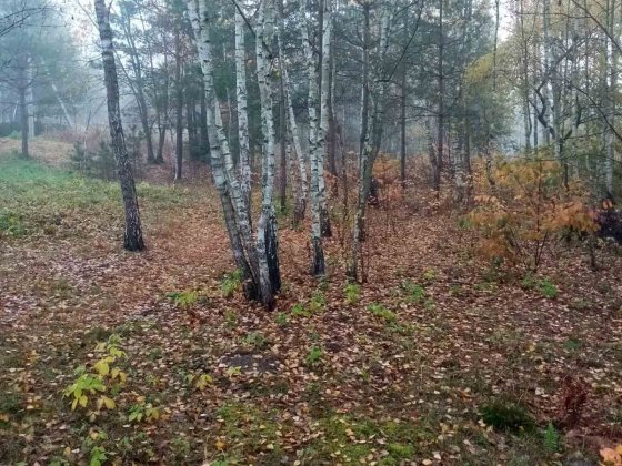 Продам ділянку 12сот. у садове тов. "Любава"  с. Пряжів Озеро Пряжов