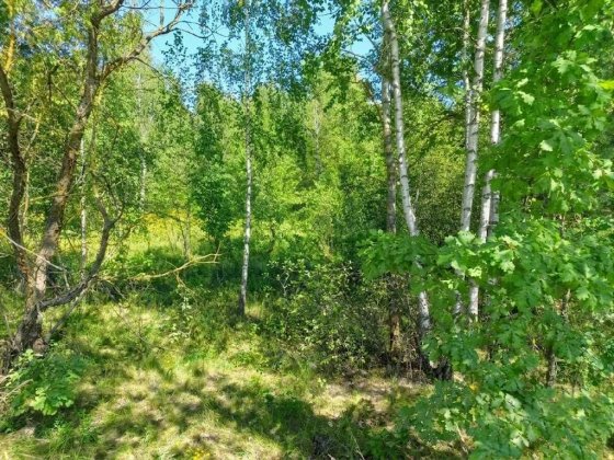 Продаж ділянки 10 соток під дачну забудову. Електрика - 200м. Фасад - 25м.  ID:745 Дениші