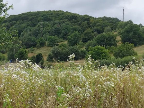 Продаю земельну ділянку 21 сотку Свалява Закарпатської Свалява