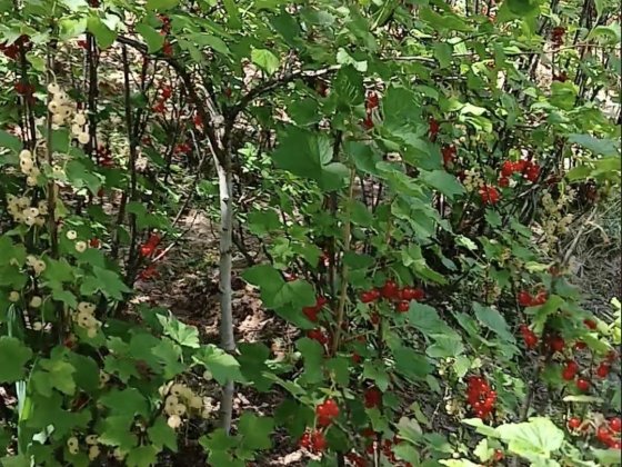 Продається дача ( район Чинадієва) 6соток Чинадиево