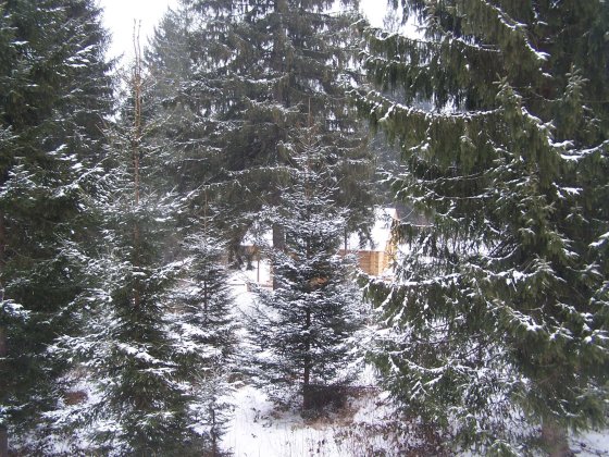 Земельний участок 50 соток (25+25) Лазещина