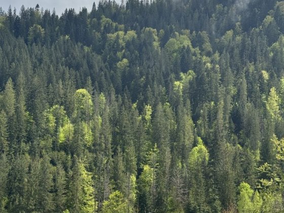 Ділянка в Карпатах, Микуличин земля біля потічка, біля заповідника з підведеним світлом Микуличин