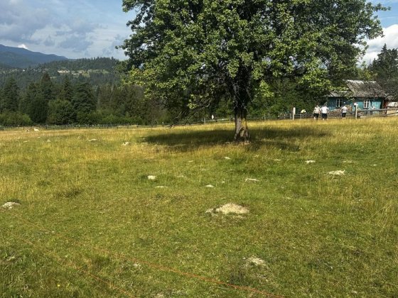 Продається земля в карпатах,може бути 3 ділянки по 7 сотин Микуличин