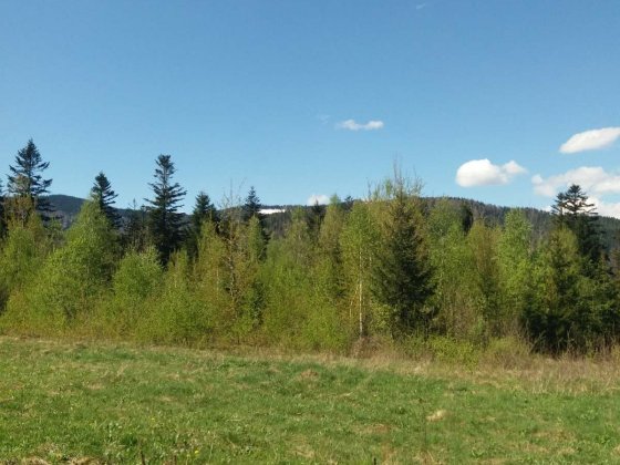 Продаж:крайня ділянка, навкруги ліс Микуличин